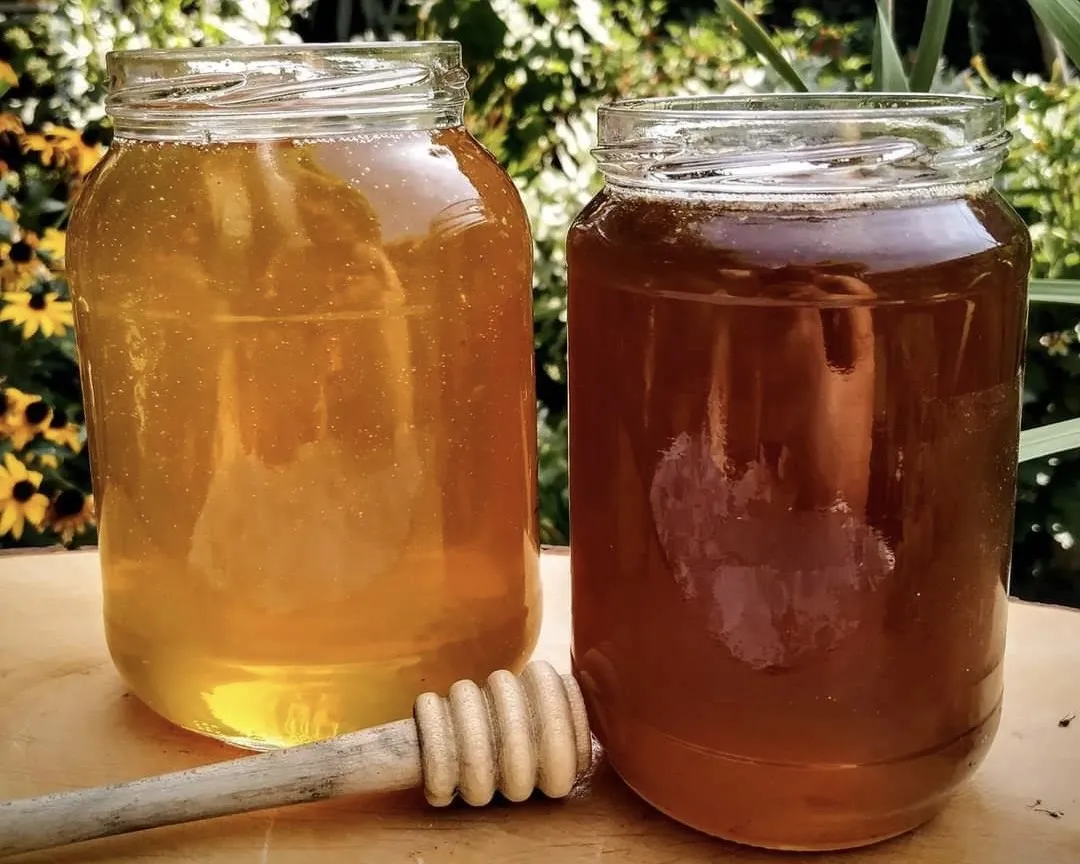 Honey tasting during E-Bike tour